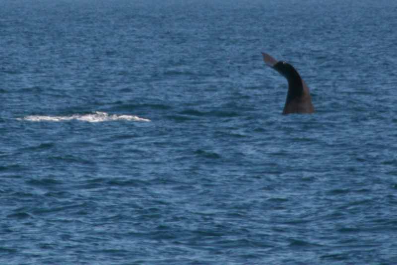 Nieuw-Zeeland 2011 - 1226
